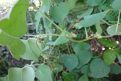 Cissampelos pareira var. hirsuta